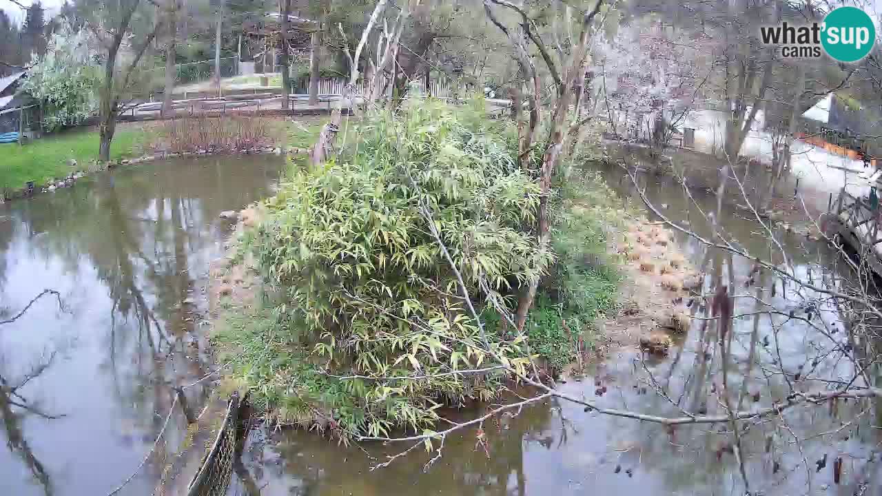 Südlicher Gelbwangen-Schopfgibbon Zoo Ljubljana webcam