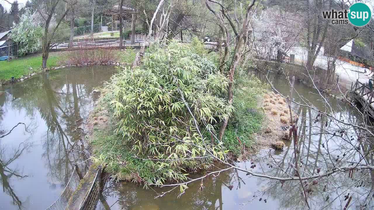 Gibbone dalle guance rosa nello ZOO di Ljubljana