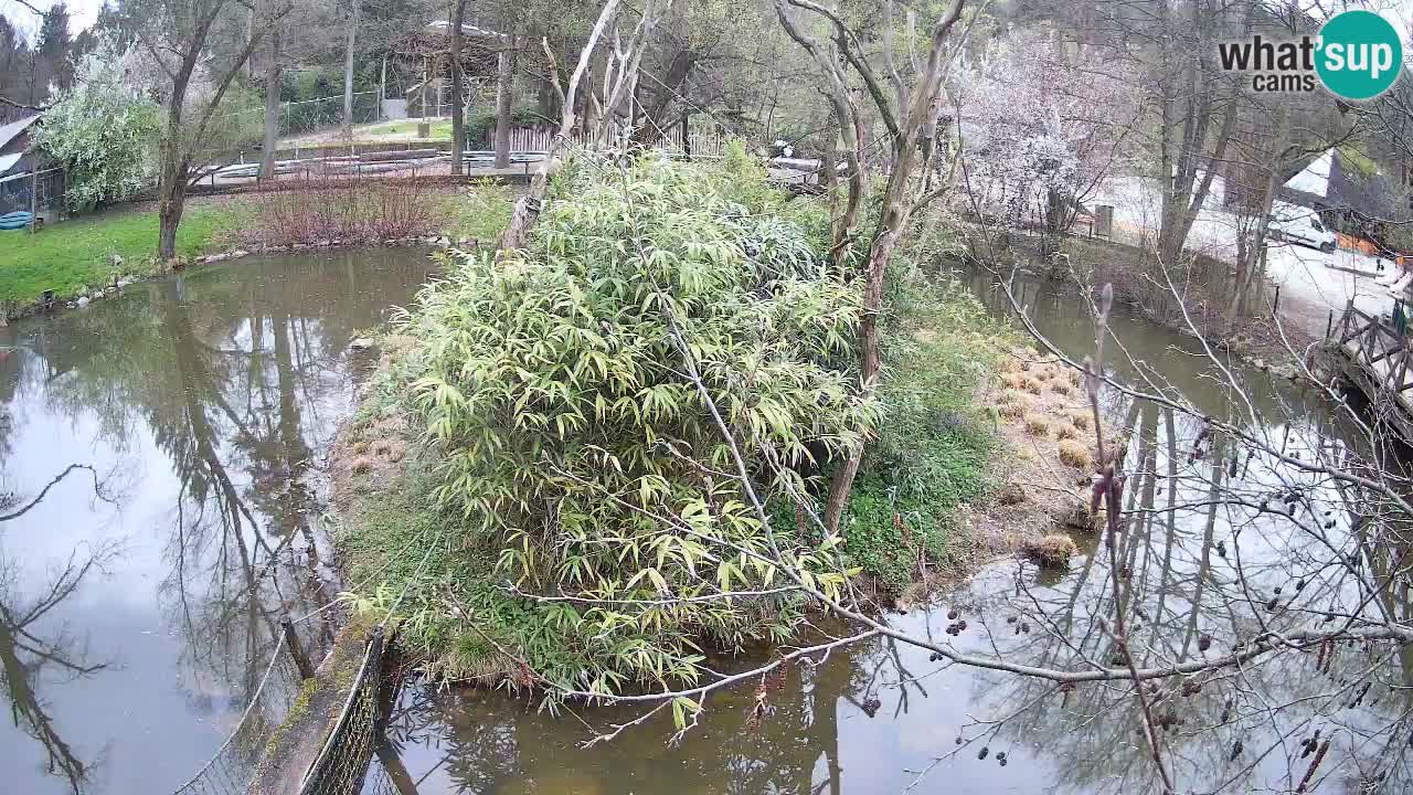 Gibbone dalle guance rosa nello ZOO di Ljubljana