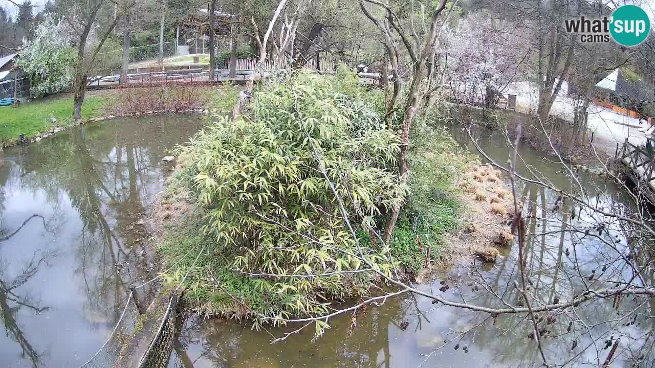 Gibbon à joues jaunes Zoo Ljubljana live cam