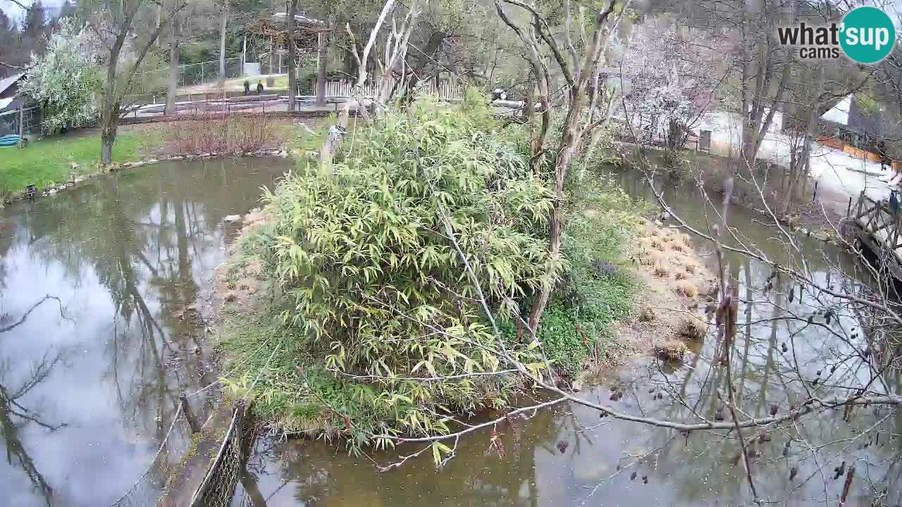 Gibon – Nomascus gabriellae – Zoo Ljubljana web kamera