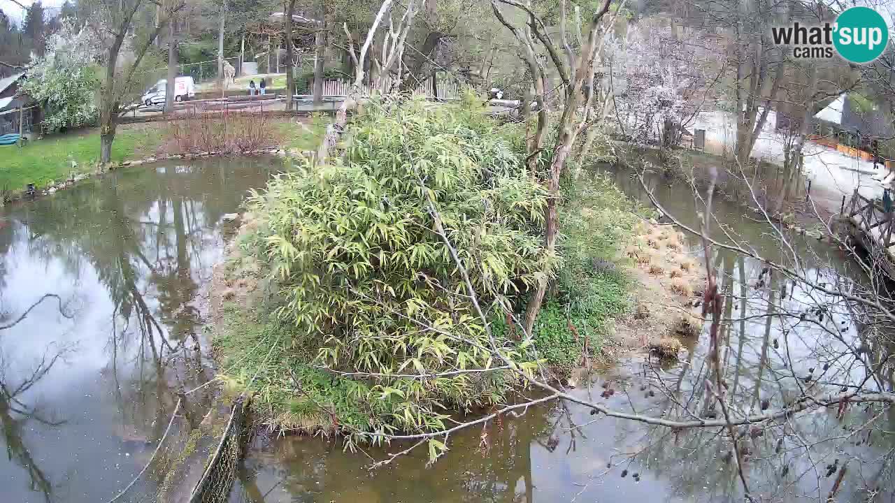 Gibbon à joues jaunes Zoo Ljubljana live cam