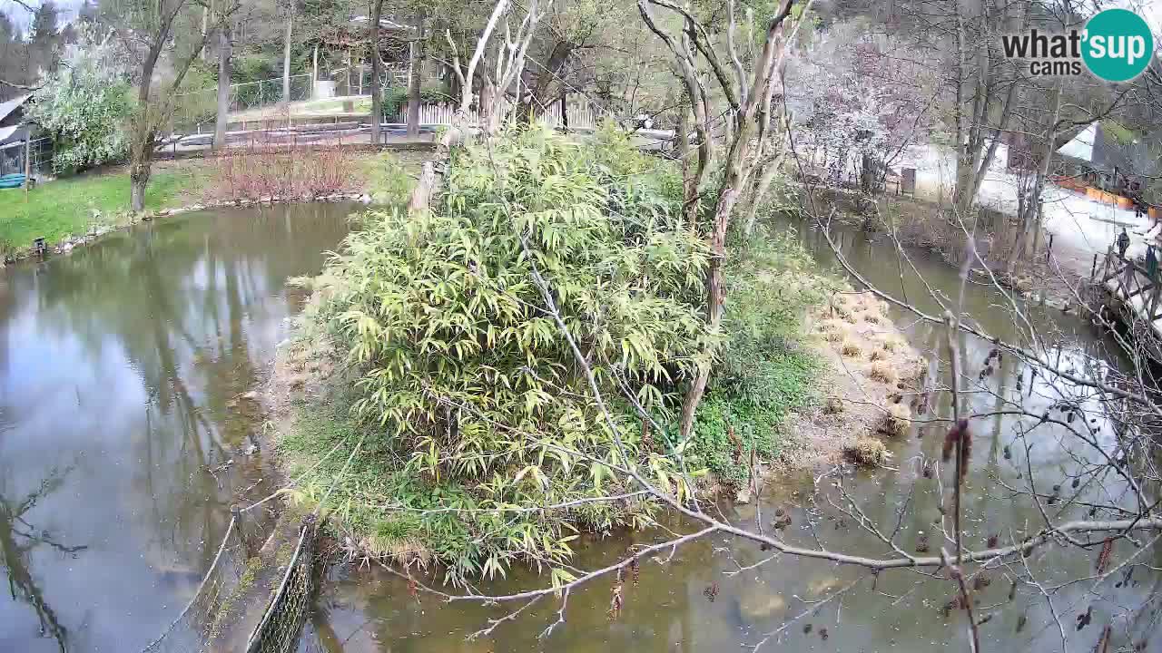 Gibón de mejillas beige Zoo Ljubljana