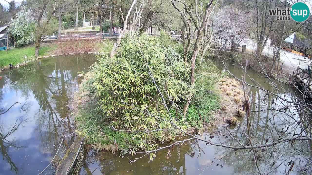 Gibbon à joues jaunes Zoo Ljubljana live cam