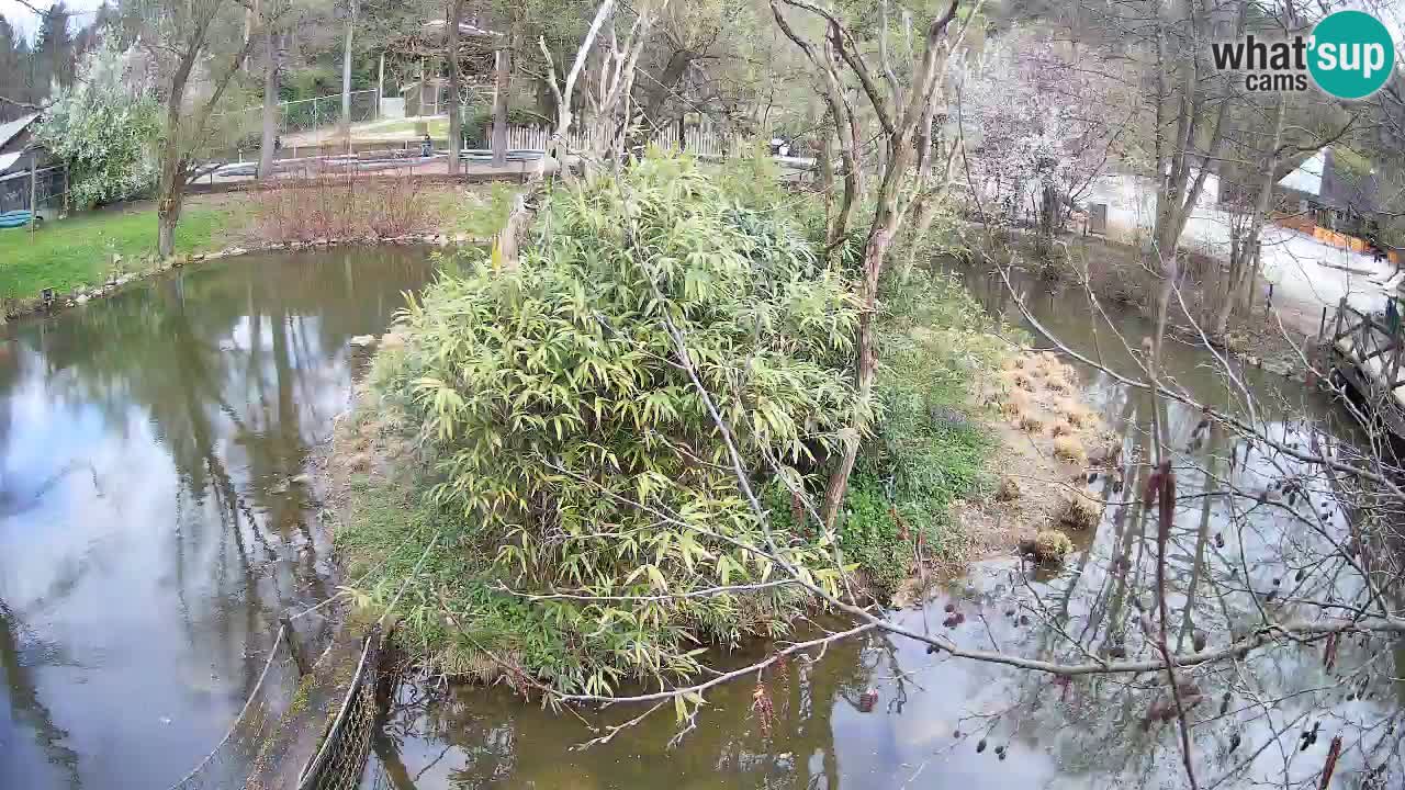 Zlatolični gibon živalski vrt Ljubljana