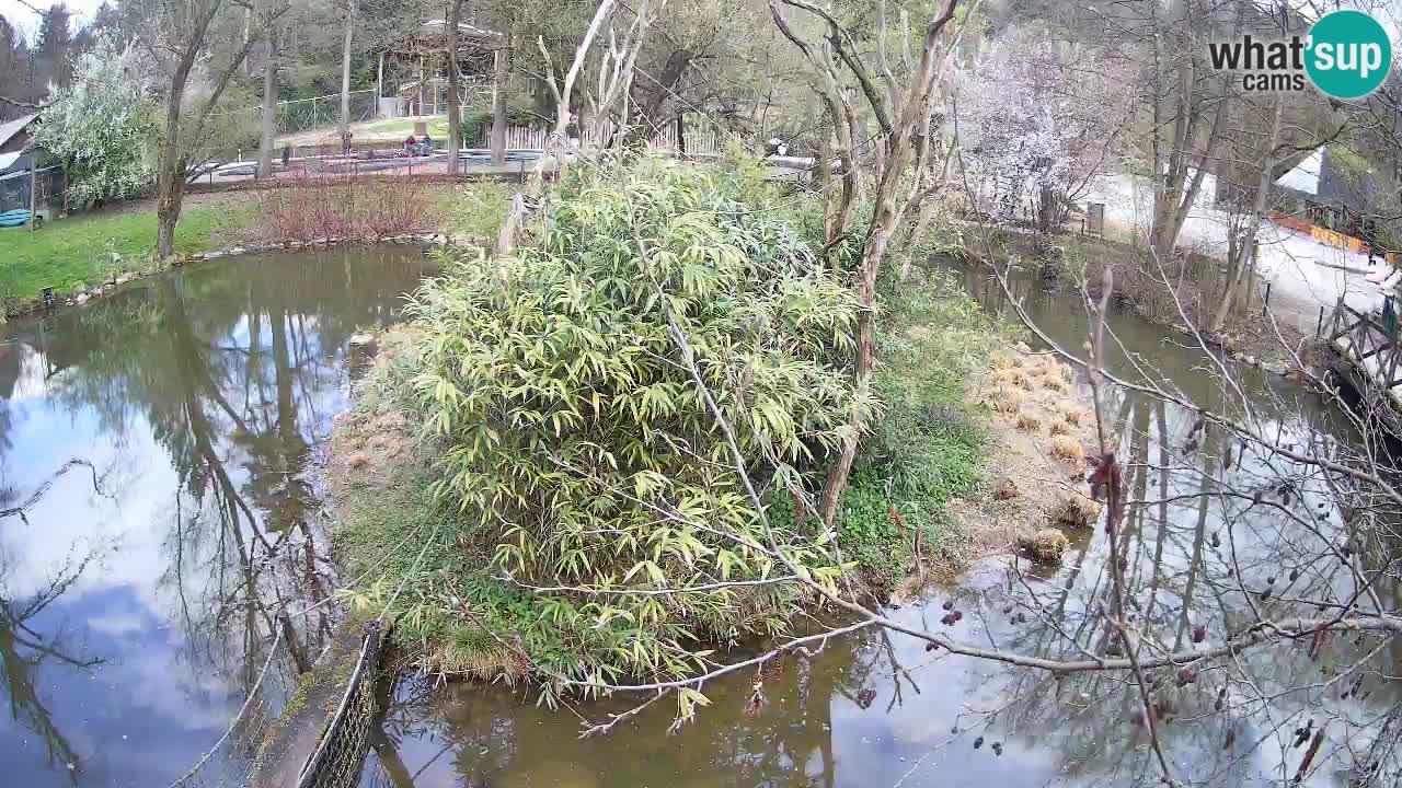 Gibon – Nomascus gabriellae – Zoo Ljubljana web kamera