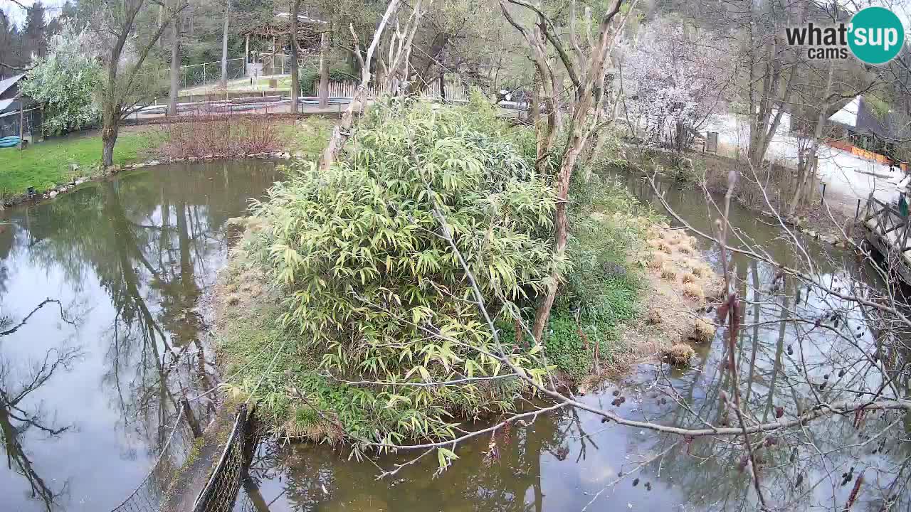 Yellow-cheeked gibbon Zoo Ljubljana livecam