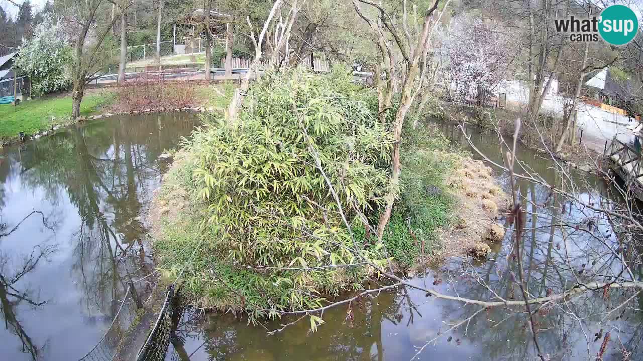 Gibón de mejillas beige Zoo Ljubljana