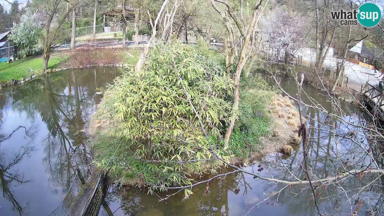 Gibbon à joues jaunes Zoo Ljubljana live cam