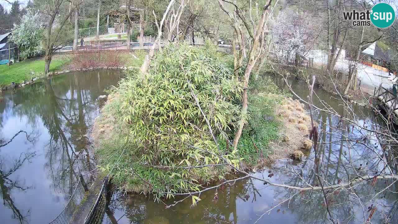 Südlicher Gelbwangen-Schopfgibbon Zoo Ljubljana webcam