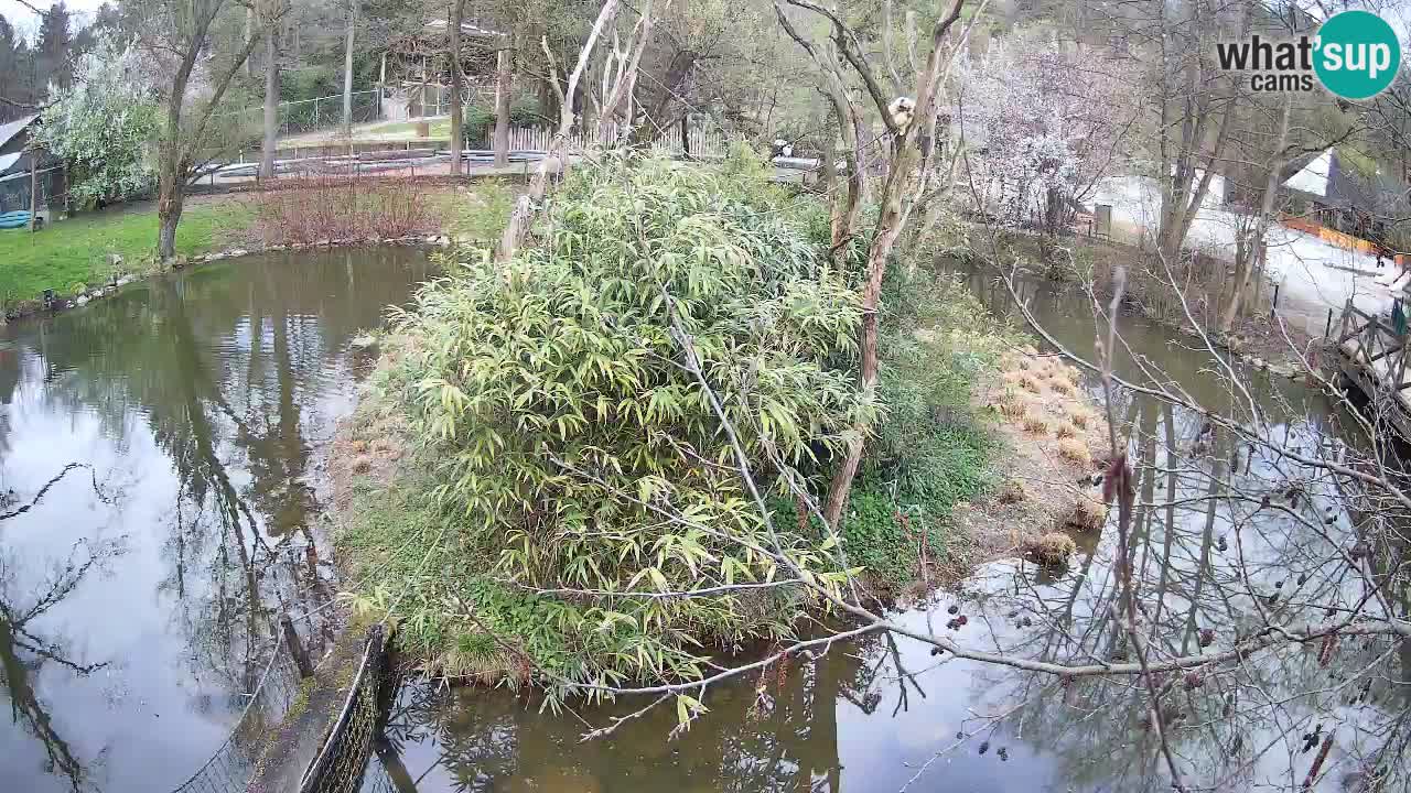 Zlatolični gibon živalski vrt Ljubljana