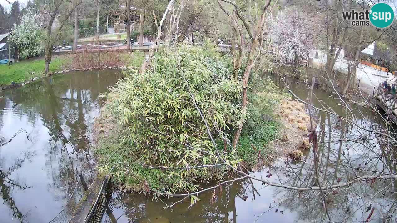 Zlatolični gibon živalski vrt Ljubljana