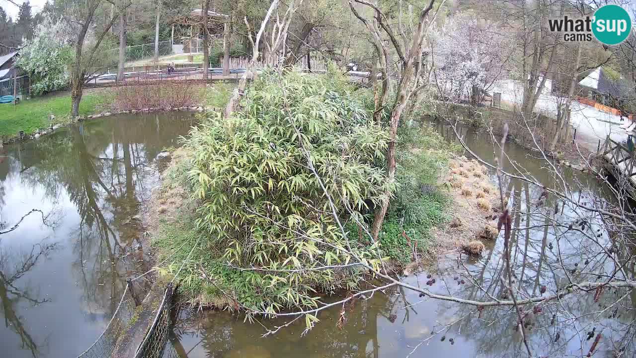 Yellow-cheeked gibbon Zoo Ljubljana livecam