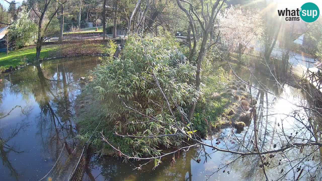 Yellow-cheeked gibbon Zoo Ljubljana livecam