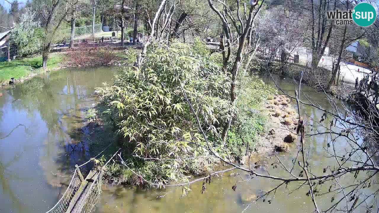 Südlicher Gelbwangen-Schopfgibbon Zoo Ljubljana webcam