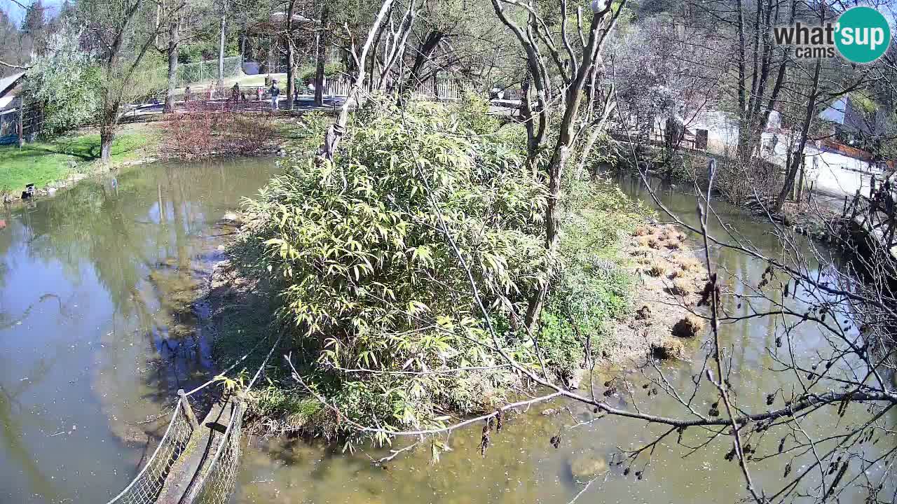 Yellow-cheeked gibbon Zoo Ljubljana livecam