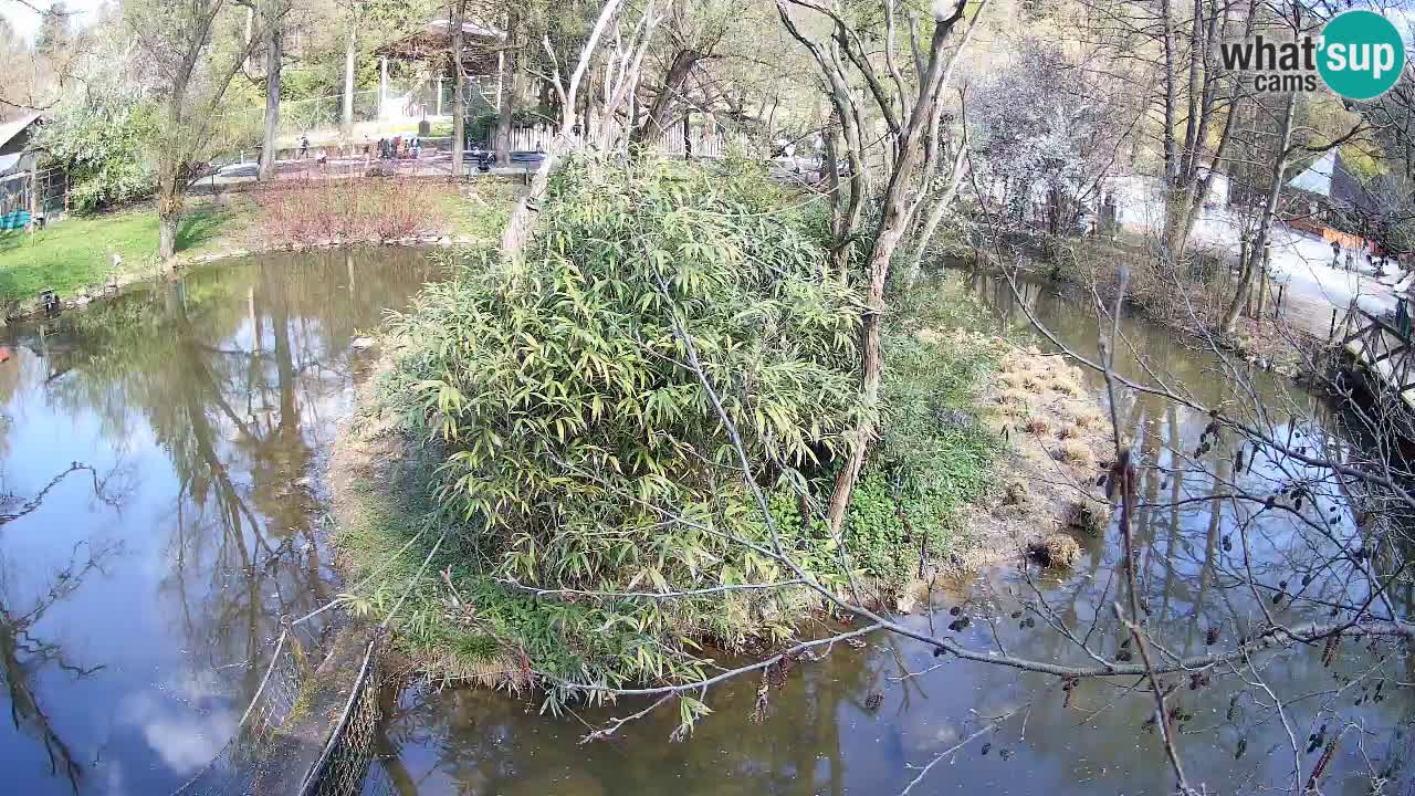 Gibbone dalle guance rosa nello ZOO di Ljubljana