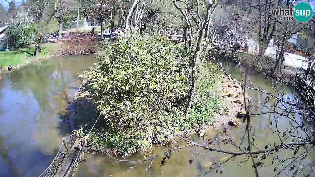 Gibbon à joues jaunes Zoo Ljubljana live cam