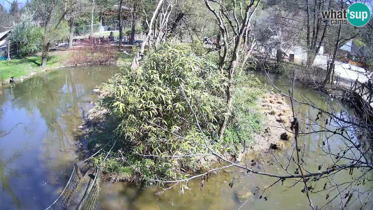 Südlicher Gelbwangen-Schopfgibbon Zoo Ljubljana webcam