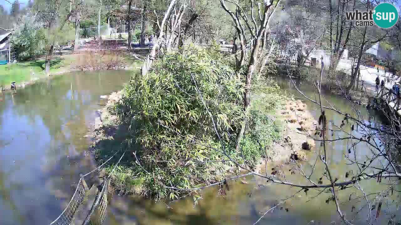 Yellow-cheeked gibbon Zoo Ljubljana livecam