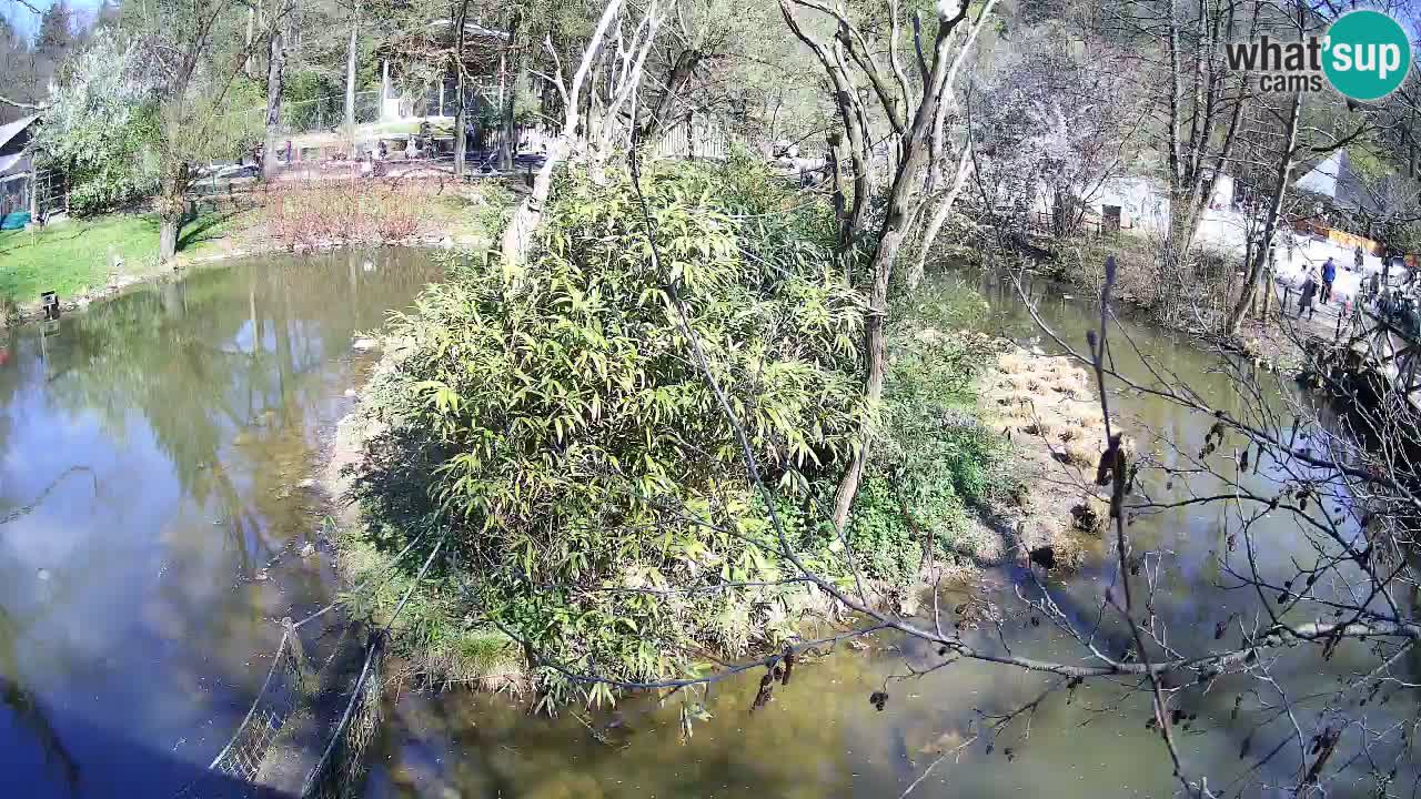 Südlicher Gelbwangen-Schopfgibbon Zoo Ljubljana webcam