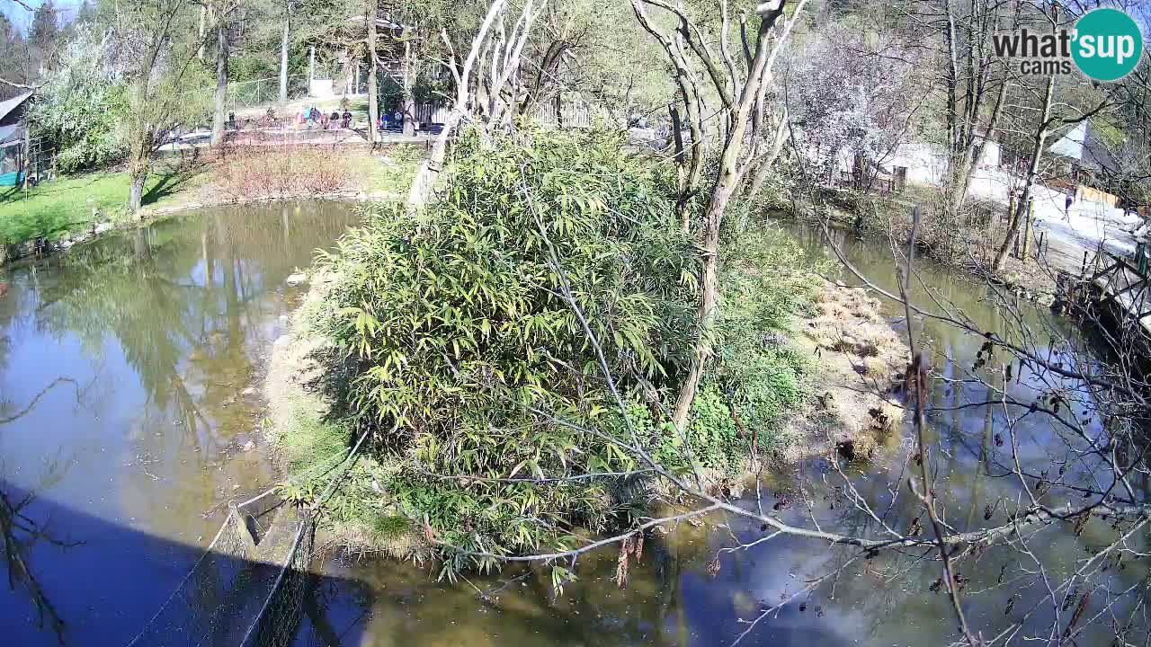 Zlatolični gibon živalski vrt Ljubljana