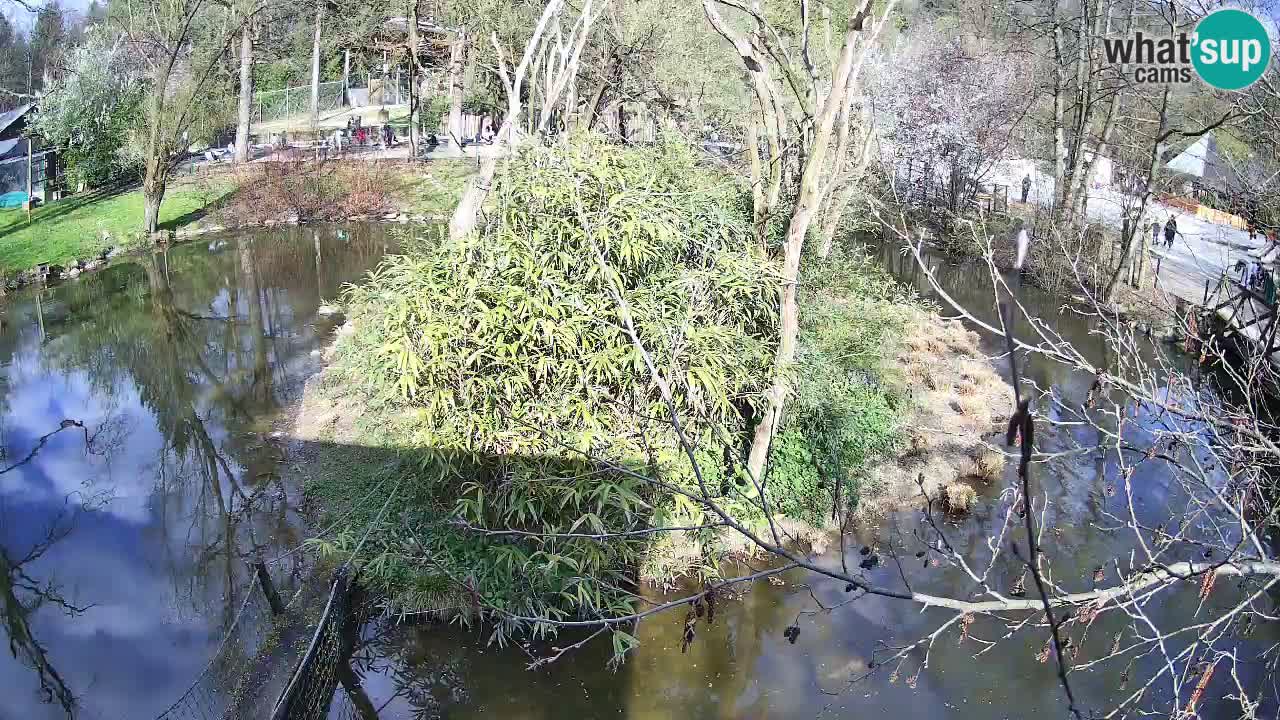 Gibbon à joues jaunes Zoo Ljubljana live cam