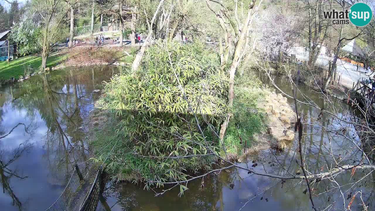 Gibbon à joues jaunes Zoo Ljubljana live cam