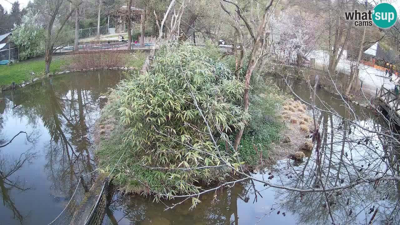 Gibbon à joues jaunes Zoo Ljubljana live cam