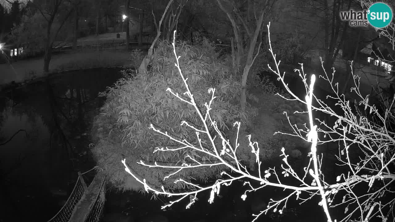 Gibbone dalle guance rosa nello ZOO di Ljubljana