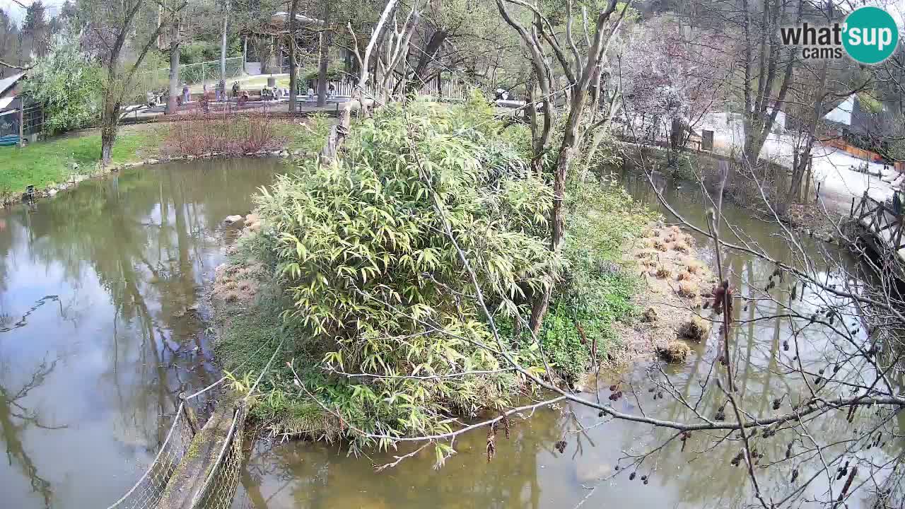 Gibon – Nomascus gabriellae – Zoo Ljubljana web kamera