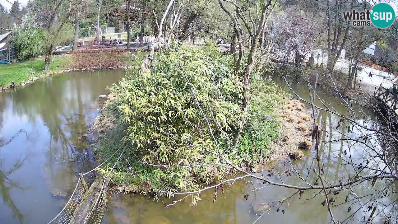 Gibbon à joues jaunes Zoo Ljubljana live cam