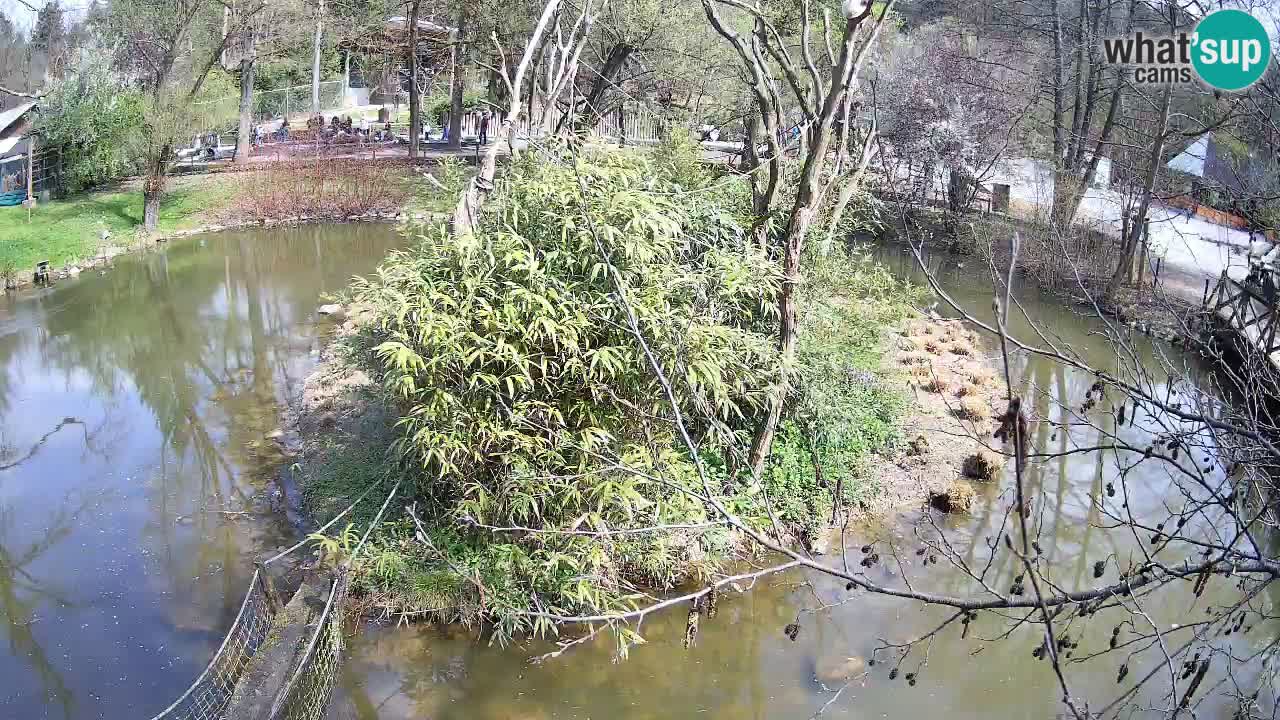 Yellow-cheeked gibbon Zoo Ljubljana livecam
