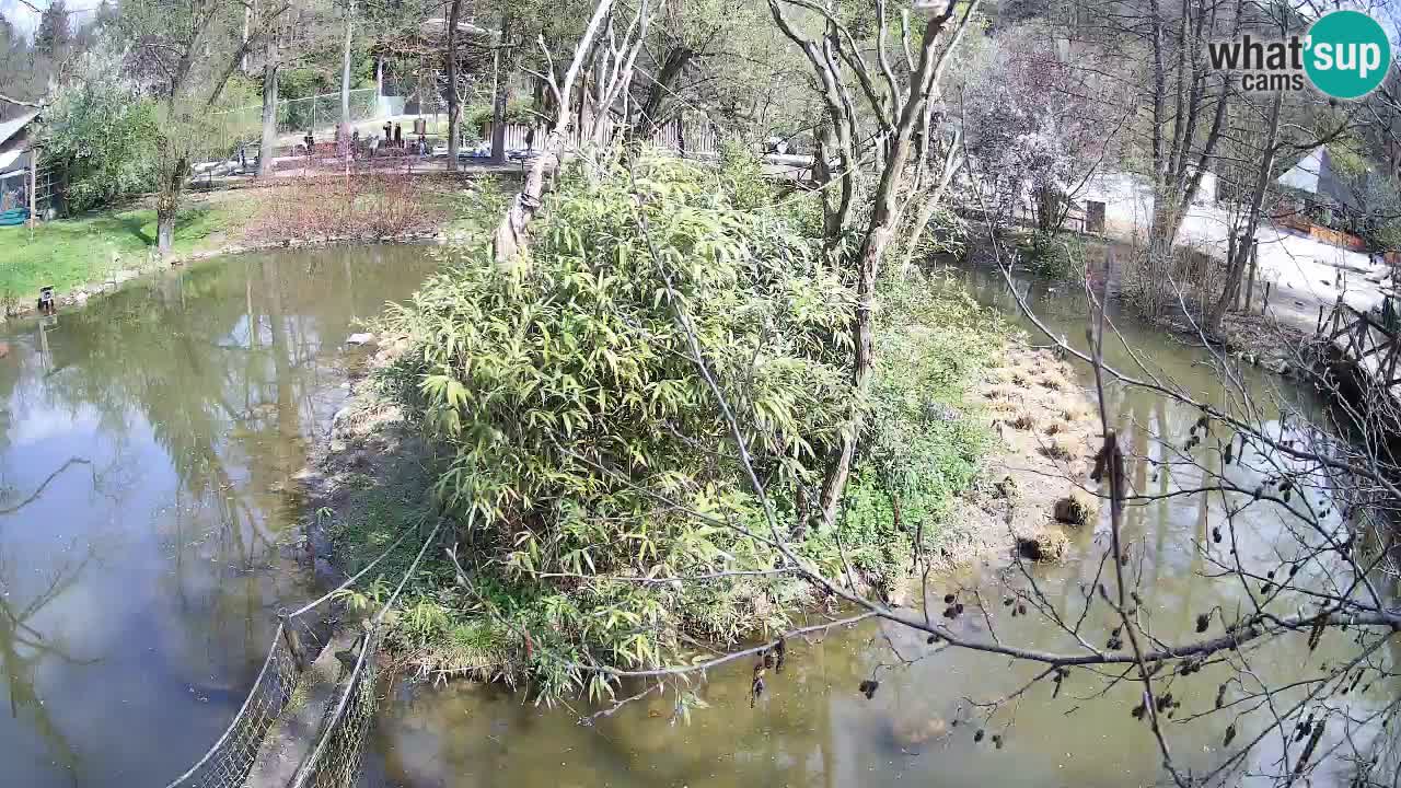 Yellow-cheeked gibbon Zoo Ljubljana livecam