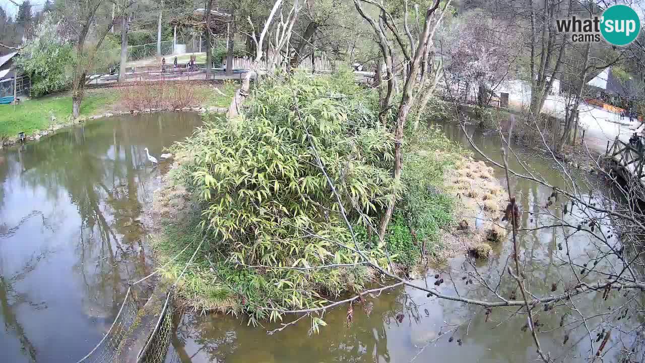 Gibon – Nomascus gabriellae – Zoo Ljubljana web kamera