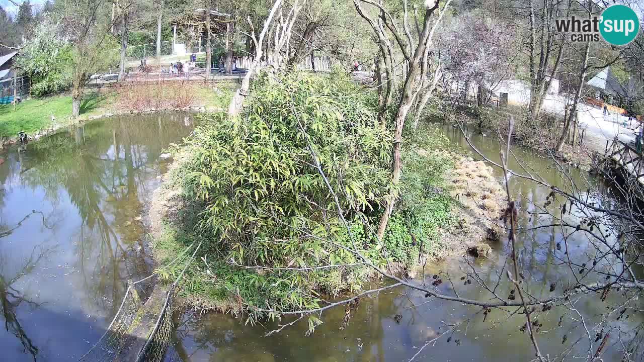 Südlicher Gelbwangen-Schopfgibbon Zoo Ljubljana webcam