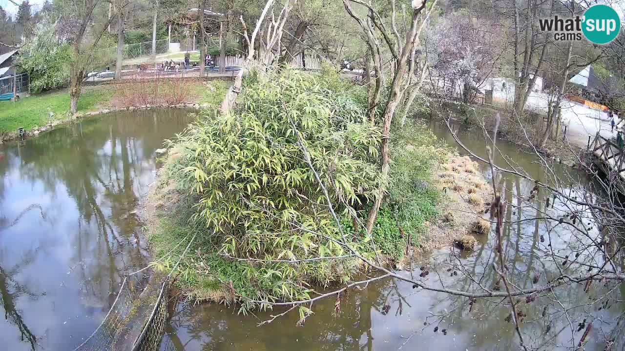 Gibón de mejillas beige Zoo Ljubljana