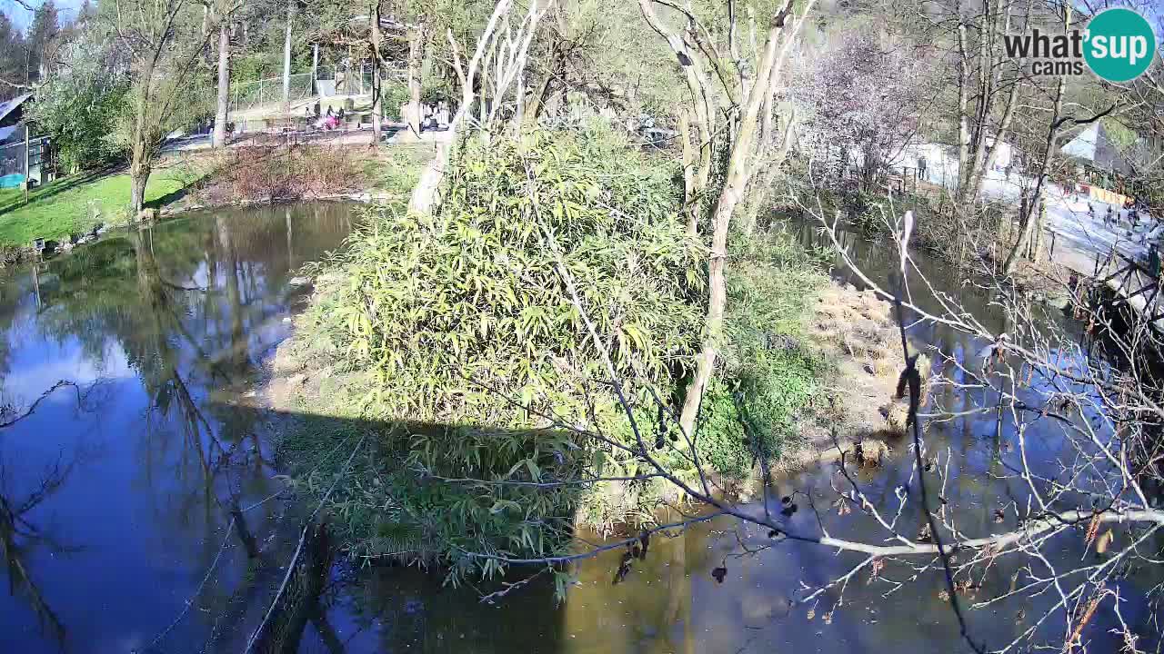 Südlicher Gelbwangen-Schopfgibbon Zoo Ljubljana webcam