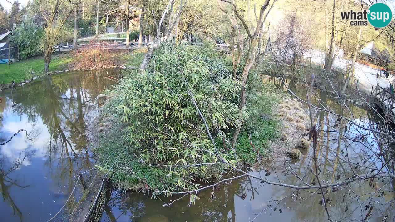 Gibón de mejillas beige Zoo Ljubljana