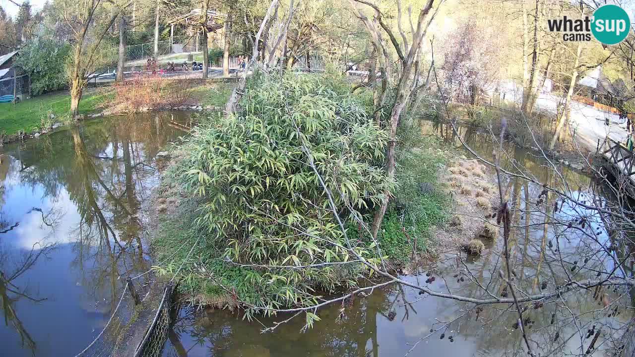 Gibbon à joues jaunes Zoo Ljubljana live cam