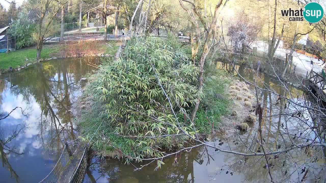 Zlatolični gibon živalski vrt Ljubljana
