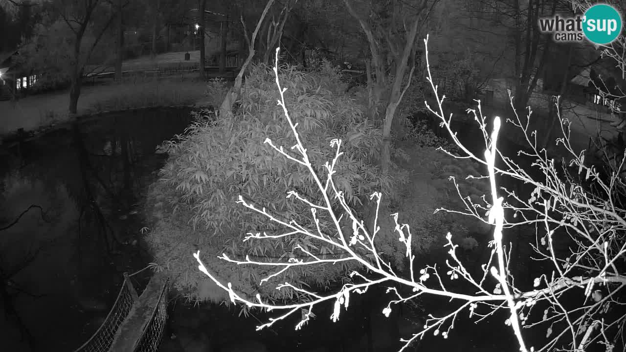 Gibbon à joues jaunes Zoo Ljubljana live cam