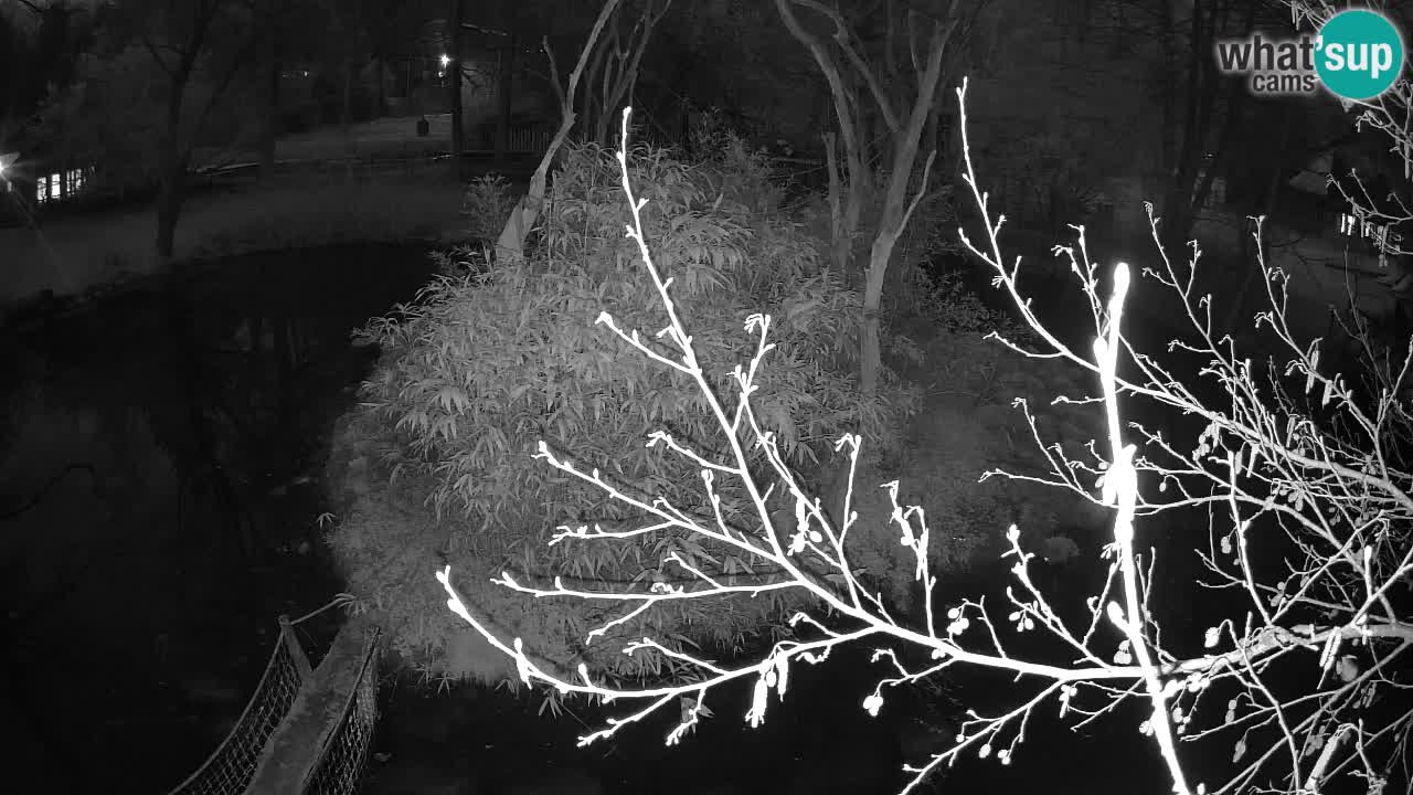 Gibbon à joues jaunes Zoo Ljubljana live cam