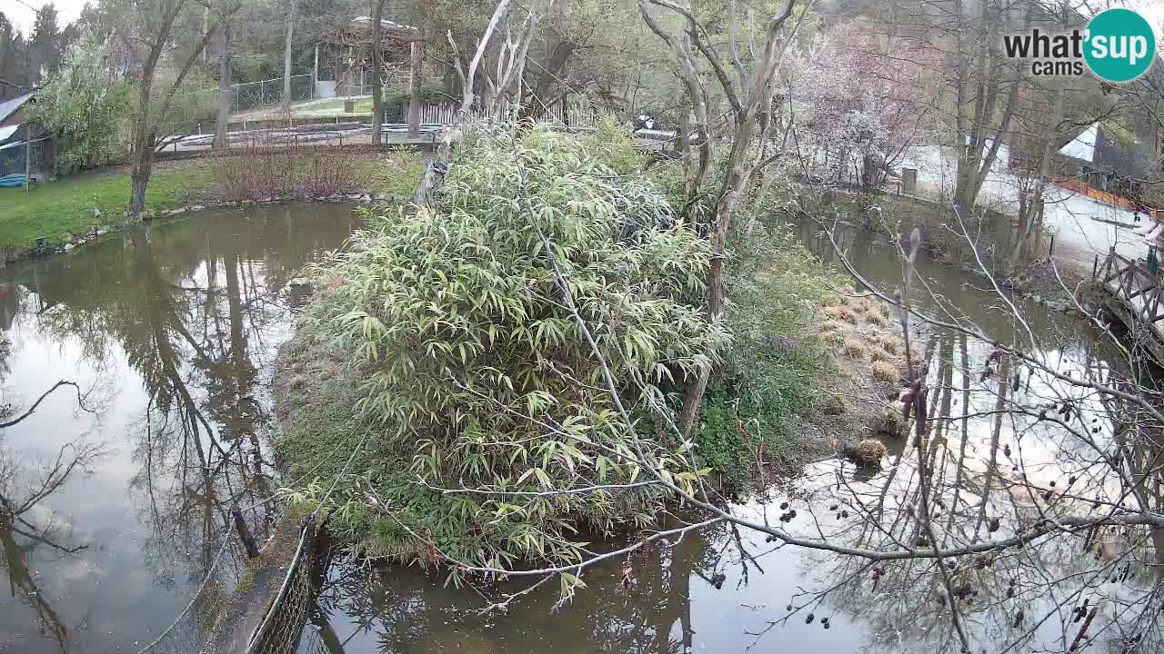 Yellow-cheeked gibbon Zoo Ljubljana livecam