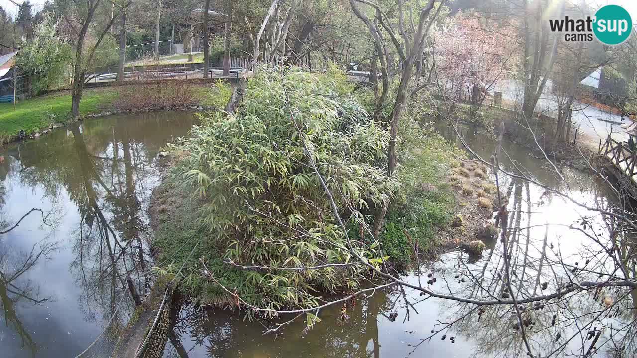 Yellow-cheeked gibbon Zoo Ljubljana livecam