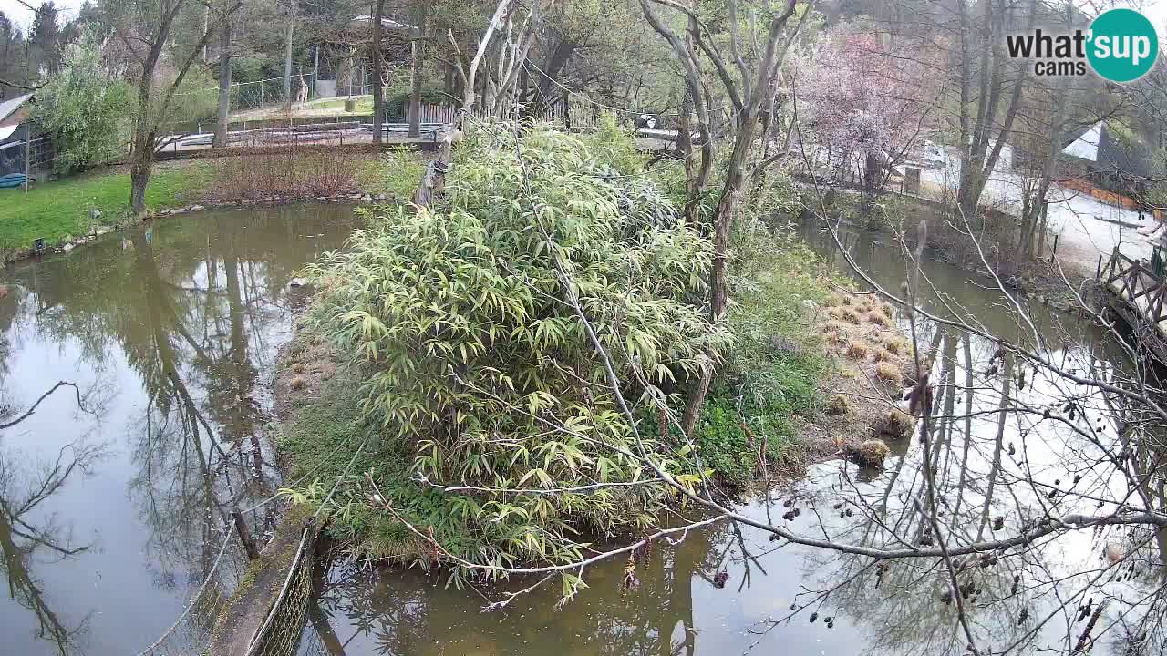 Yellow-cheeked gibbon Zoo Ljubljana livecam