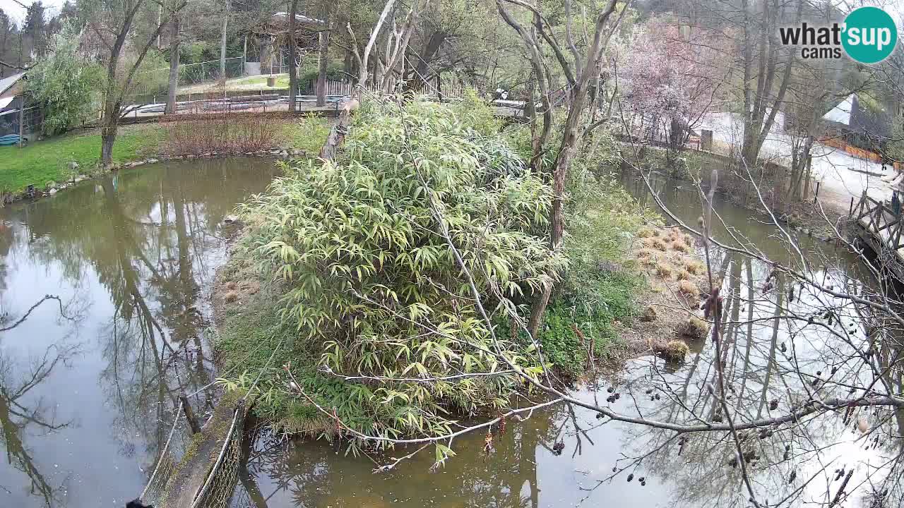 Gibbone dalle guance rosa nello ZOO di Ljubljana