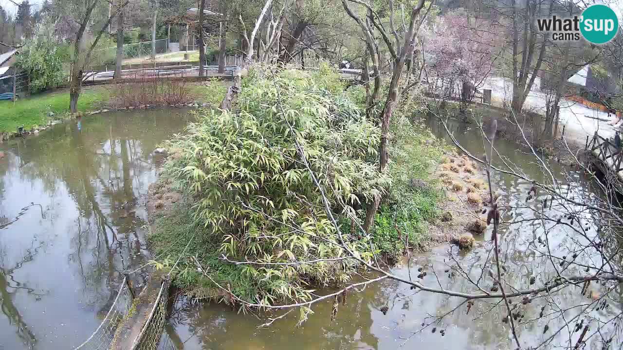 Südlicher Gelbwangen-Schopfgibbon Zoo Ljubljana webcam