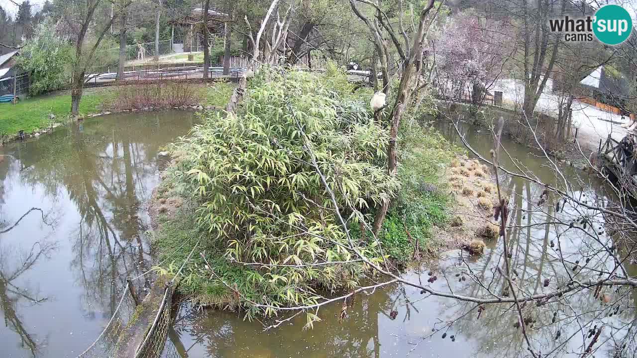 Südlicher Gelbwangen-Schopfgibbon Zoo Ljubljana webcam