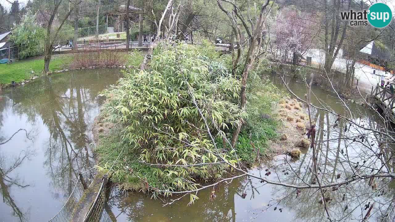 Gibon – Nomascus gabriellae – Zoo Ljubljana web kamera